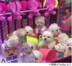 クレーンゲーム景品に“生きた犬”か、動画に非難殺到