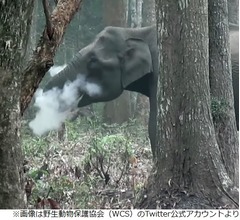 “喫煙”するゾウ、撮影される