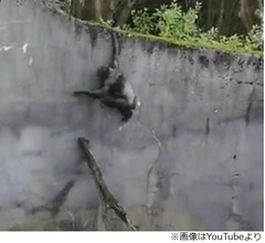 “賢い”チンパンジー、脱走するも自主的に戻る