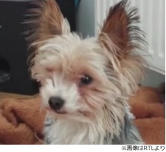 惨殺された愛犬、謎めいた事件の犯人は…