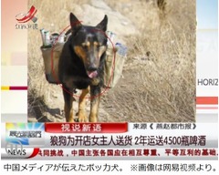 山小屋へ商品届けるボッカ犬、開始2年間で4,500本のビールを運ぶ。