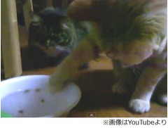 キャットフードを水に浸す猫、前足で1個ずつ器用にすくい上げてパクパク。