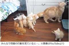 仲睦まじい子猫に突然の混乱、母猫が起こしたハプニングに驚き…。