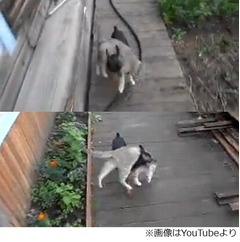 猫をかついで家の中に戻る犬、YouTubeの動画が再生回数100万回突破。