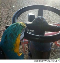 くちばしで運転する天才インコ、20分間にわたりコンバインを操縦。