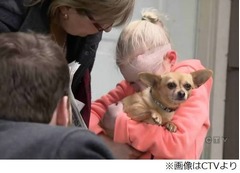 勇敢チワワが猛犬から8歳救う、襲撃受けた女の子は数百針縫うけが。