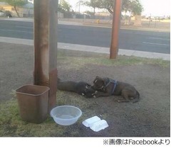 はねられたメスに寄り添う犬、動物保護センター到着まで14時間半。