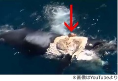 “鯨の死骸でサーフィン”炎上、周りにサメの群れ集まり救助される。