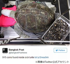 コイン915枚飲み込んだウミガメ、手術で摘出