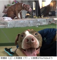 “愛”注がれ捨て犬の表情変化、険しさ薄れ穏やかになったピットブル。