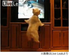 TVに“仲間”登場で犬が大興奮、静かにジッと見ていた行儀の良さが一変。