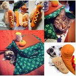 “着るコタツ”にゃんこ居眠り、犬用“ホットドッグ化”着ぐるみも。
