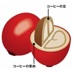 果肉も丸ごと使った缶コーヒー、若年層向けに本来の“うまみ”追求。