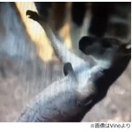 カンガルーが派手なエアギター、天を仰ぐようにのけぞりかき鳴らす。