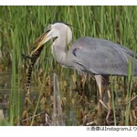 鳥がワニ食べる衝撃シーン