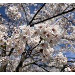 千原ジュニア「桜の開花は…600度」、檜山沙耶「すごい、そこまでご存知なんですか？」