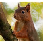 次々と人を襲う“凶暴リス”が現れた、数人を病院送り「あのリスに殺されかけました」