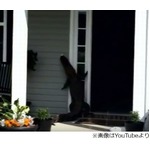 ドアベル鳴らすワニ目撃される、民家玄関先での行動を散歩男性が撮影。