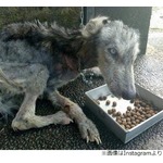 保護した瀕死の犬、10か月後に想像しなかった姿に