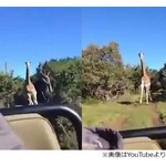 逃げる車に猛然とキリン突進、サファリパークでの恐怖映像が話題に。