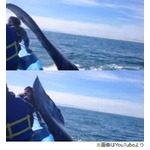 クジラの尾びれで叩かれた女性、ホエールウォッチングでハプニング。