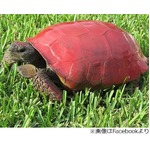 相次ぐ“カメの甲羅にペイント”に強い警告