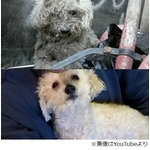 拾われ光取り戻した盲目の犬、保護活動続ける夫婦撮影の動画が話題に。