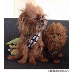 そっくりすぎるチューバッカ犬、ぬいぐるみより“本物”似と大評判。
