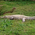 囚人脱獄阻止へ獰猛なワニ配置、インドネシアが“監獄用の島”計画。