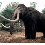 絶滅したケナガマンモス、蘇らせようとしているのは「耐寒性のあるゾウに過ぎない」