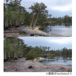 木を丸ごと飲み込む底なし沼、人間が掘った空洞の影響で底抜ける。