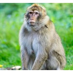 “サル”が原因で全国的な停電に、スリランカ当局に批判の声も「1匹のサル＝大混乱」
