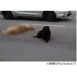 事故死した仲間に寄り添う犬、道路の中央で危険を顧みずたたずむ。