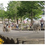 「動物達の帰宅ラッシュ」開催、ヒツジやアルパカたちが駆け抜ける。