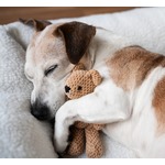 犬は夜中に目を覚まして思い悩む？ “不快な出来事”でストレスホルモン分泌の可能性