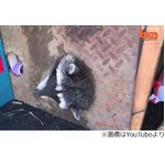 排水溝から抜けないアライグマ、蓋の隙間に頭突っ込んで動けず…。