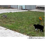 1分超える緊迫の犬猫睨み合い、じわりと距離を詰めた2匹の決着の行方は？