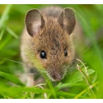 “自閉症に効果的な栄養素”判明か、日常的に摂取できるモノの組み合わせで