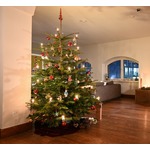クリスマスツリーの“垂れ下がり”を予防、バイアグラで元気に