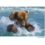 クマ顔面に鮭直撃の笑撃映像も、「ディズニーネイチャー」本編クリップ。