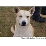 逃走容疑者の愛犬が“裏切り”、警察に隠れ場所教えて尻尾フリフリ。