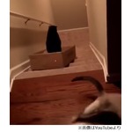 “猫の階段サーフィン”に賛否、飼い主が仕掛けたイタズラの動画。