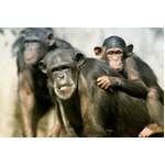 英国で“チンパンジー肉”が流通、闇取引の現実に政府関係者など衝撃。