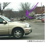 車のボンネットに猫乗せて走る、動物虐待の恐れで警察が捜査へ。