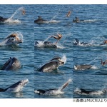 イルカもタコを“叩いて”食べる