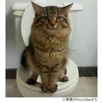 人間のようにトイレを使うネコ「そのうち流すように」「旦那は猫並み」。