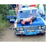 泥酔警官がパトカーで大騒ぎ、投稿動画で事態発覚にロシアの警察署長謝罪。