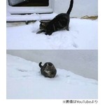 初めて雪に触れた猫が大興奮、無邪気に庭を駆け回る動画が大ヒット。