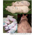 「豚にタトゥー」が再び話題に、欧州では禁止のため中国で“作品”制作。