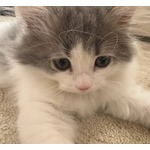 愛猫にメロメロ高橋克典“にゃん語”が止まらない「にゃんてかわいい」「うーにゃわいい」